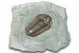 Prone Flexicalymene Trilobite Fossil - Indiana #287618-1